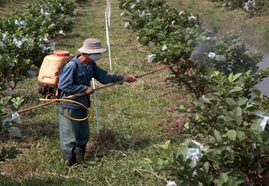 Antibiotics use in crops