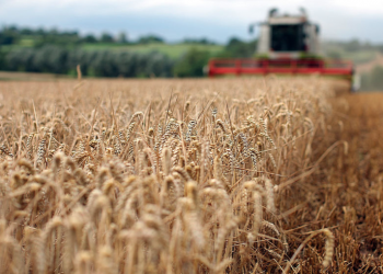 "A potential trade agreement with the US and chlorinated chicken has come back to haunt us."