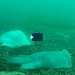 Discarded masks and plastic gloves litter the Mediterranean seabed near Antibes, France - Copyright Laurent Lombard / Opération Mer Propre