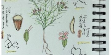 Pic: Food Safety Tech Spice Fraud