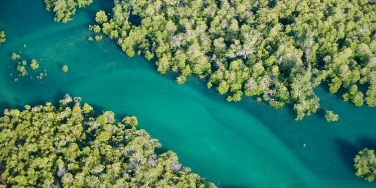 Nature Picture: Mangroves in Morondava, west Madagascar. The UN has described coronavirus as an ‘SOS signal’ for humankind. Photograph: Alamy