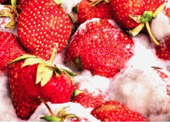 Covid-19 shows solution to the food climate crisis