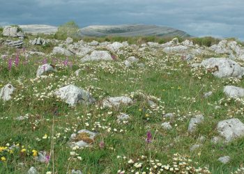 Hundreds of farmers have signed up to a scheme that pays them to create healthier fields and clean waterways. Photograph: Burrenbeo Trust
