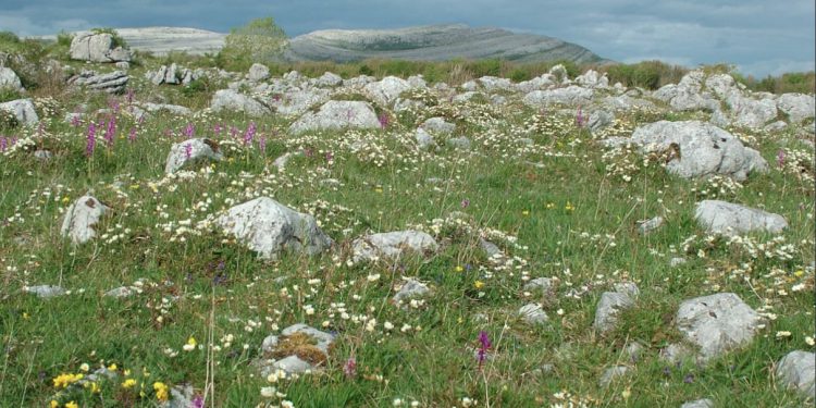 Hundreds of farmers have signed up to a scheme that pays them to create healthier fields and clean waterways. Photograph: Burrenbeo Trust