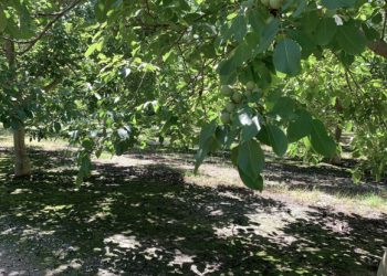 Walnut trees on Carriere Family Farms in California. Photographer: Bill Carriere