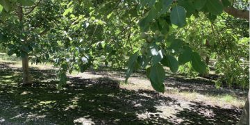 Walnut trees on Carriere Family Farms in California. Photographer: Bill Carriere