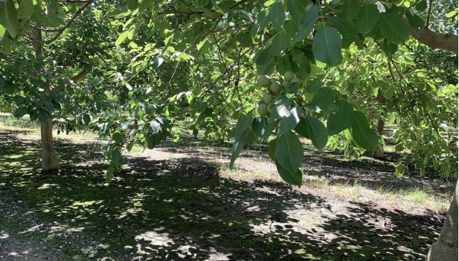 Walnut trees on Carriere Family Farms in California. Photographer: Bill Carriere