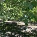 Walnut trees on Carriere Family Farms in California. Photographer: Bill Carriere