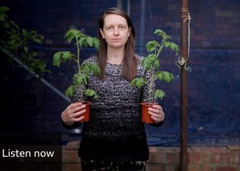 Seed stories from lockdown in the UK