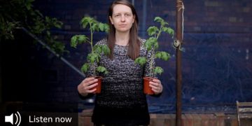 Seed stories from lockdown in the UK