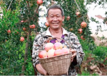 pomegranate farmer: digitise Chinese agriculture