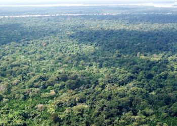 Greenpeace isn't buying Tesco's