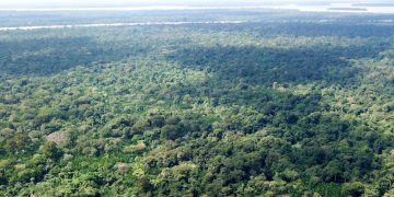 Greenpeace isn't buying Tesco's