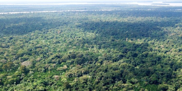 Greenpeace isn't buying Tesco's