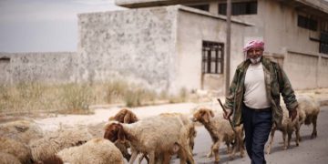 Pic: FAO/Omar Sanadiki 2017.