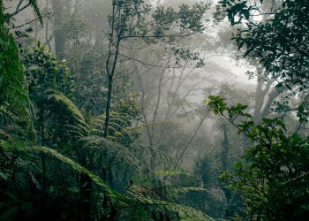 deforestation laws UK