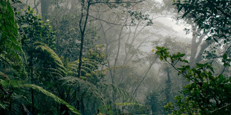 deforestation laws UK