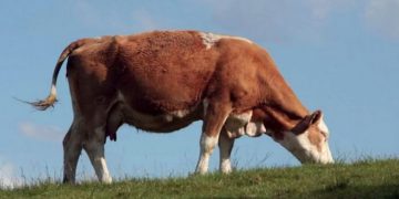 post-Brexit food standards