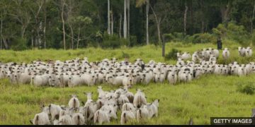 Firms urging tougher deforestation rules