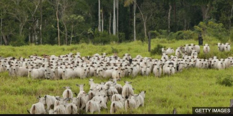 Firms urging tougher deforestation rules