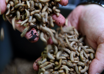 Black soldier fly larvae will be one of the animal protein alternatives found in Nestle's line of 'eco-friendly' dog and cat foods. Guillaume Souvant/AFP via Getty Images