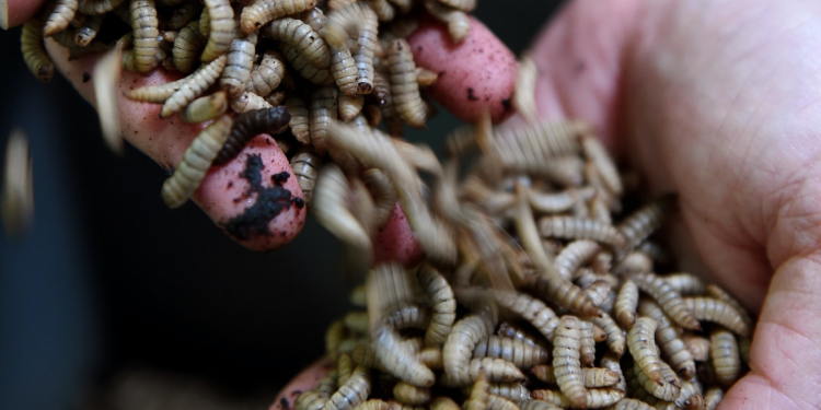 Black soldier fly larvae will be one of the animal protein alternatives found in Nestle's line of 'eco-friendly' dog and cat foods. Guillaume Souvant/AFP via Getty Images