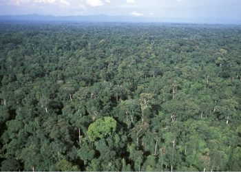 Due diligence on deforestation to become UK law
