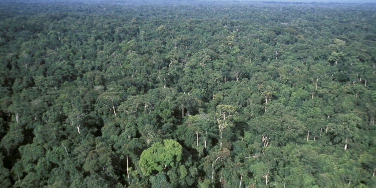 Due diligence on deforestation to become UK law