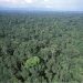 Due diligence on deforestation to become UK law