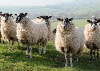 England could ban live exports for slaughter