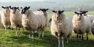 England could ban live exports for slaughter