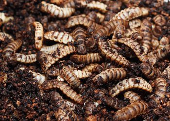 Black soldier fly consumption requires food safety research