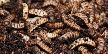 Black soldier fly consumption requires food safety research