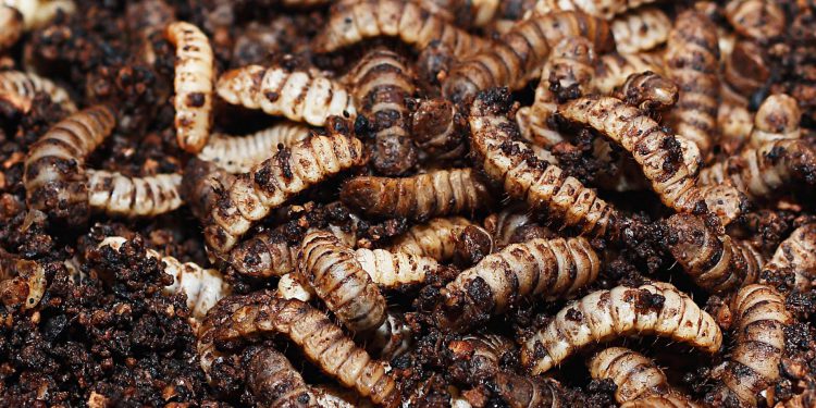 Black soldier fly consumption requires food safety research