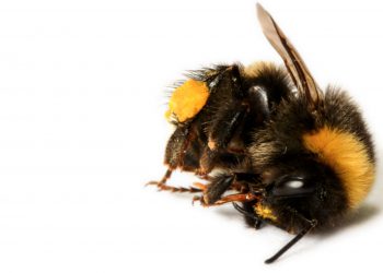 Shock as EU banned pesticide reintroduced in the UK