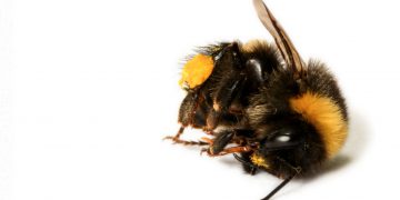 Shock as EU banned pesticide reintroduced in the UK