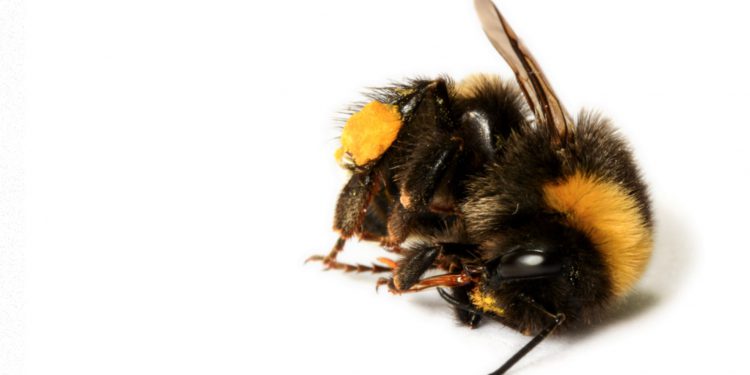 Shock as EU banned pesticide reintroduced in the UK