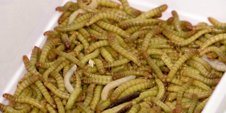 Yellow grub becomes EU’s first insect food