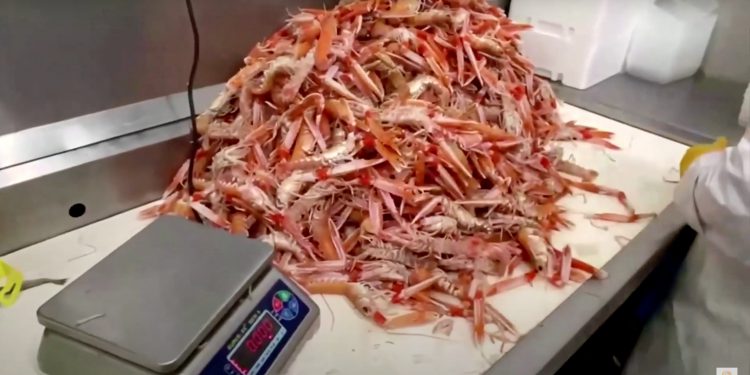 Scottish fishermen halt exports, blame Brexit