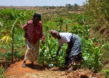 Sub-Saharan small holders to sell captured carbon