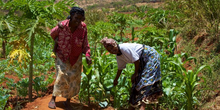 Sub-Saharan small holders to sell captured carbon