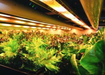 indoor farms