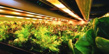 indoor farms