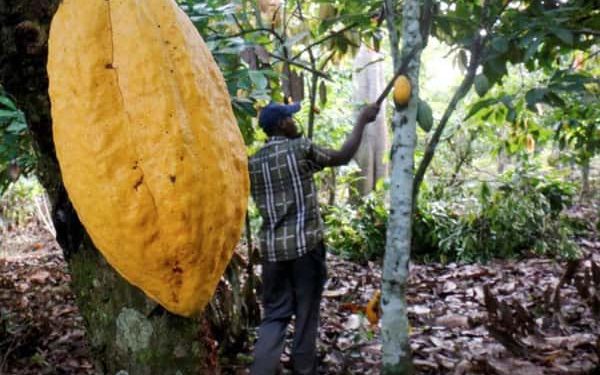 A farmer works on a cocoa farm even though Ivory Coast has lost forest