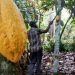 A farmer works on a cocoa farm even though Ivory Coast has lost forest