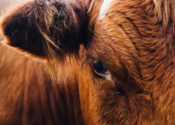 Cattle are a leading cause of agribusiness deforestation