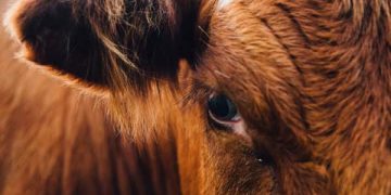 Cattle are a leading cause of agribusiness deforestation