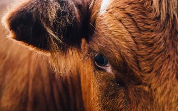 Cattle are a leading cause of agribusiness deforestation