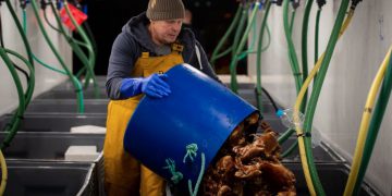 UK admits EU’s ban on shellfish exports ‘correct’