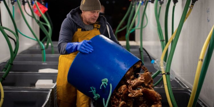 UK admits EU’s ban on shellfish exports ‘correct’